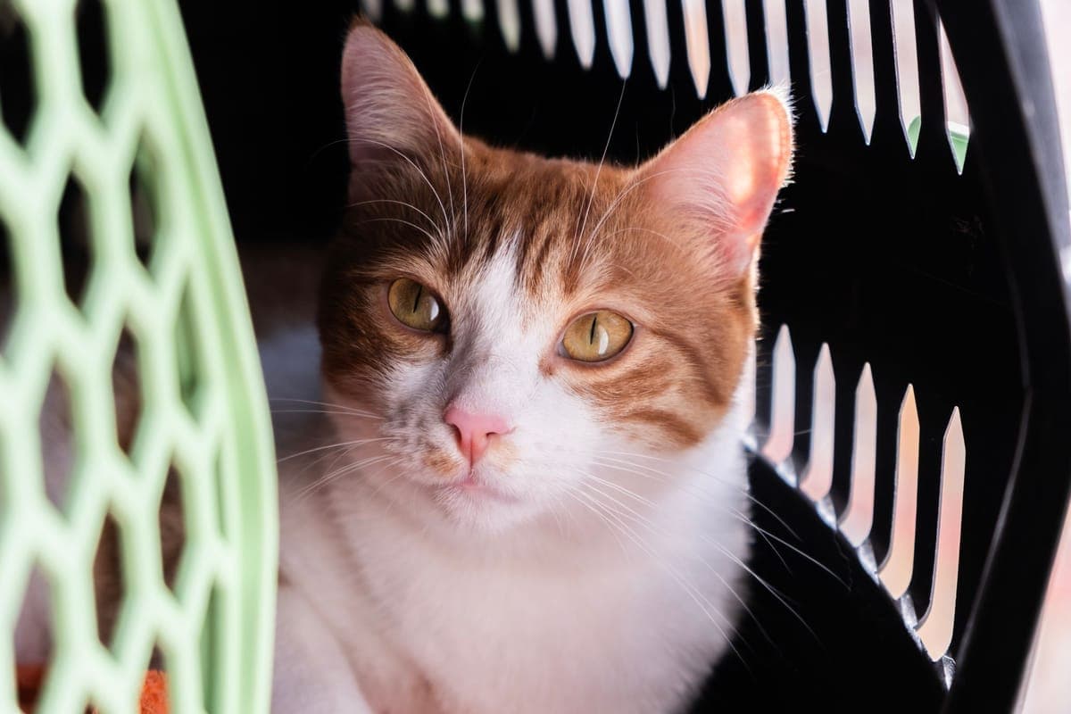 Our cat waiting area