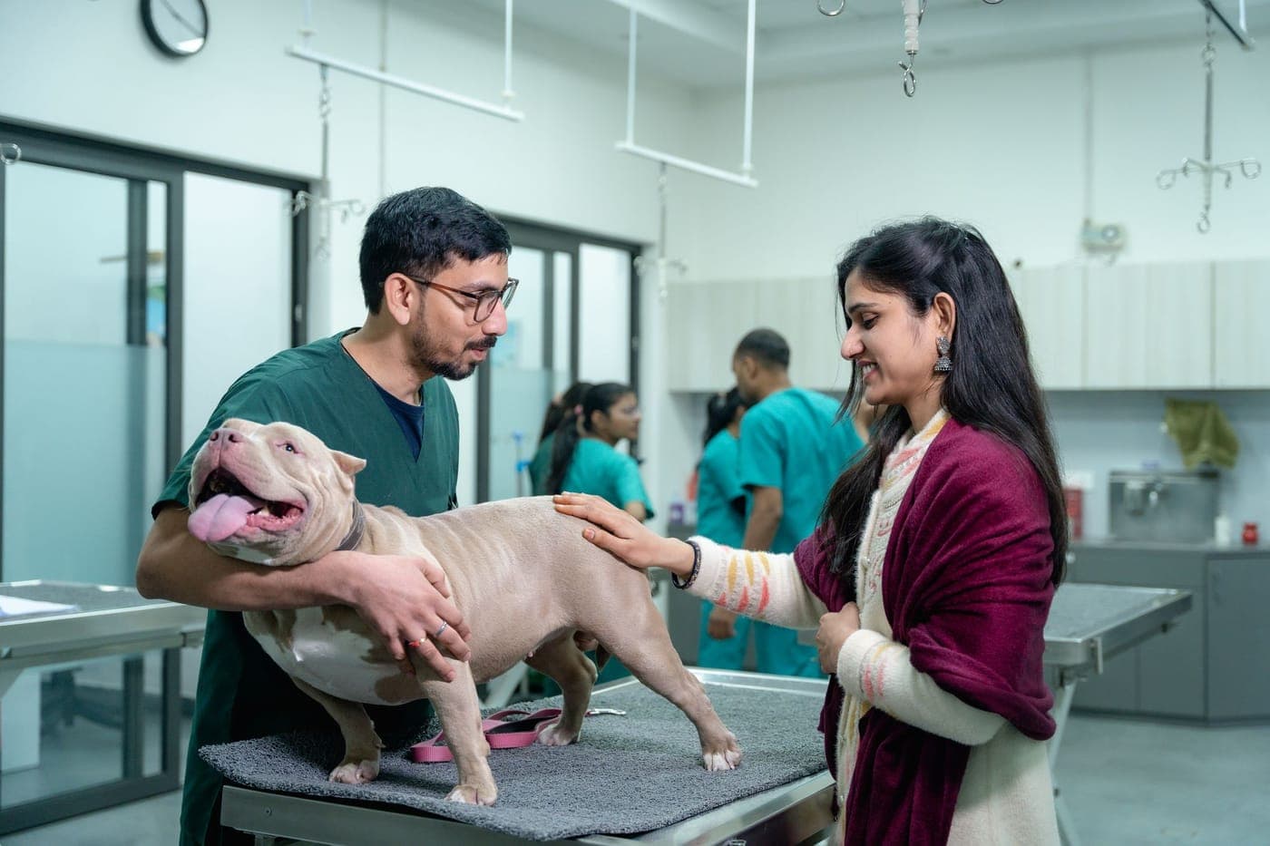 Our team examining a dog together in the clinic