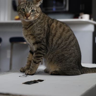 Loukoumi the cat