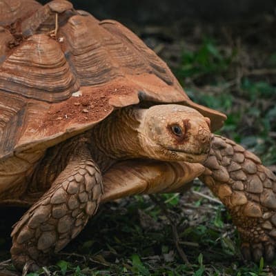 Pipo the tortoise
