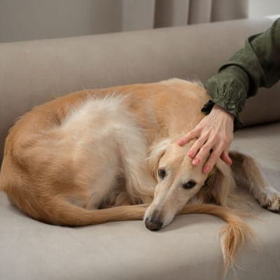 Fig the greyhound