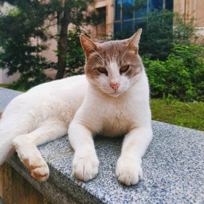 Olive the cat