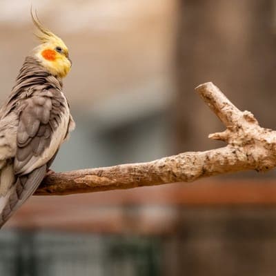 Kiwi the cockatiel