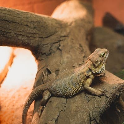 Ziggy the bearded dragon