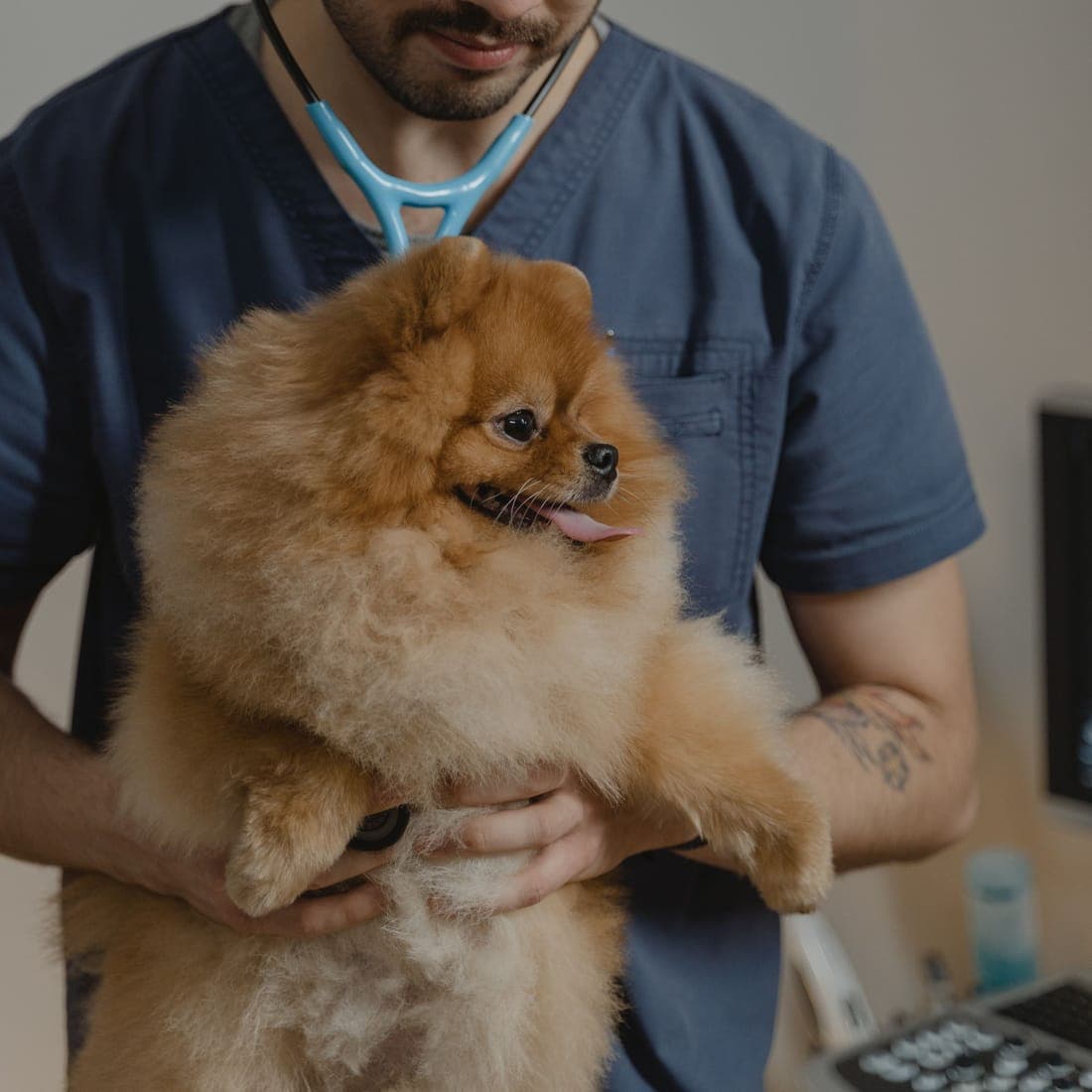 Dr. John Doe cuddling a fluffy Pomeranian