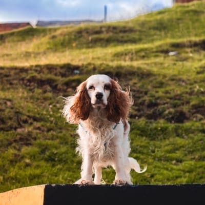 Bruno the cocker spaniel