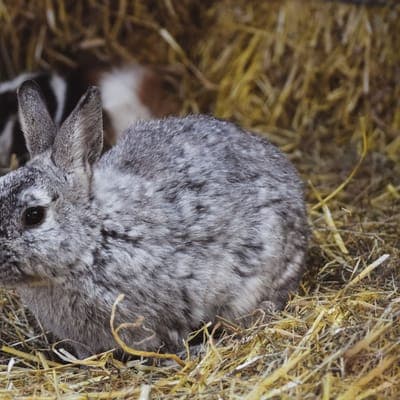Mimi the rabbit